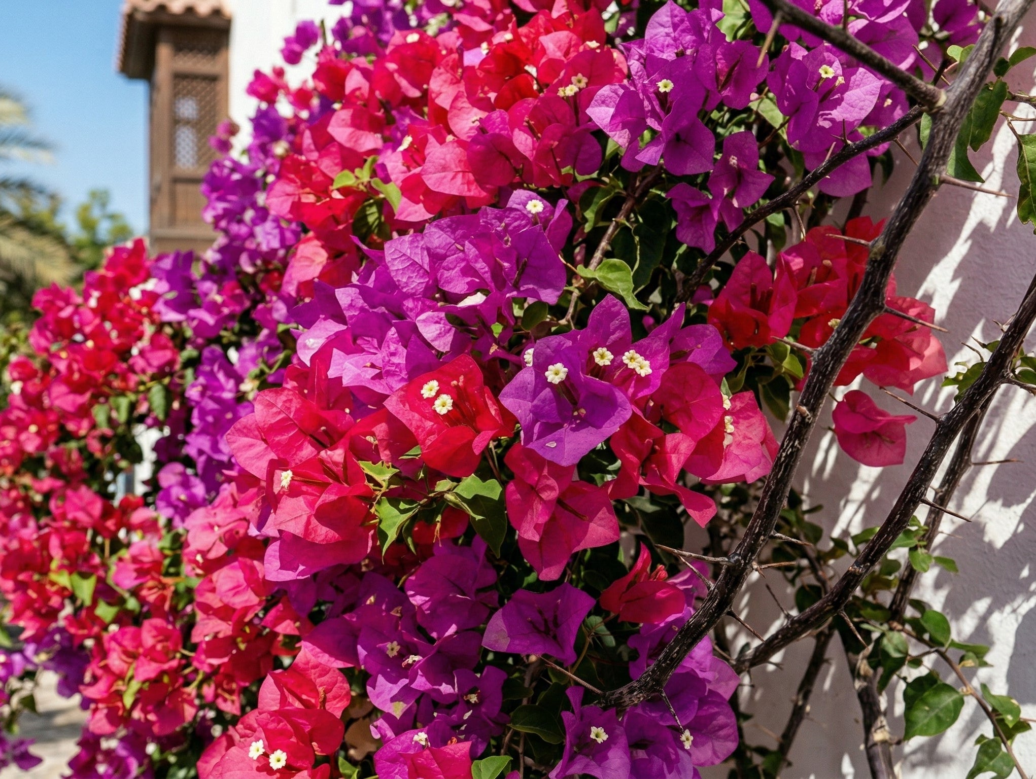 Bougainvillea Care in Dubai: Growing the UAE's Most Popular Flowering Plant - Acacia Garden Center