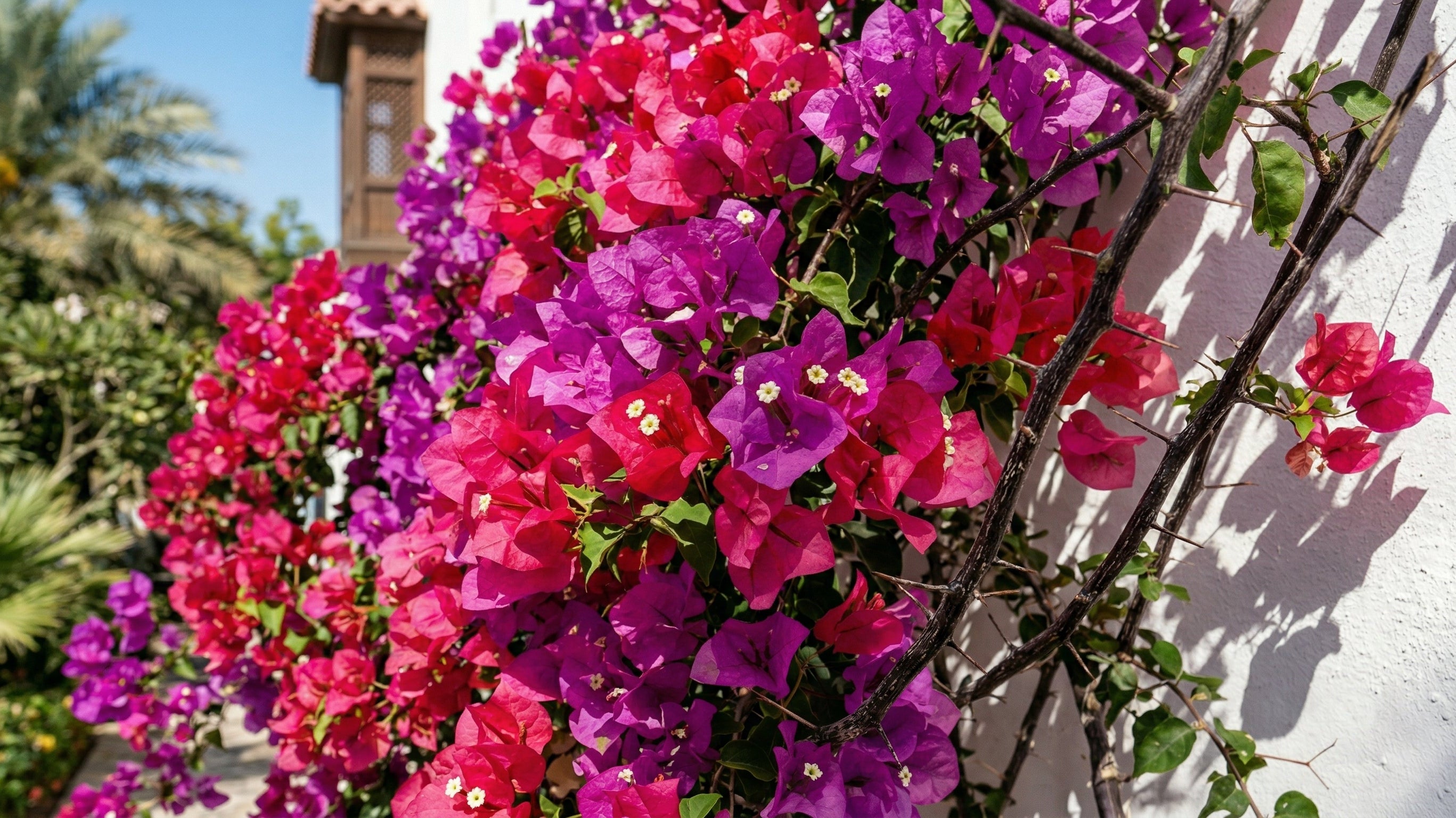 Bougainvillea Care in Dubai: Growing the UAE's Most Popular Flowering Plant - Acacia Garden Center
