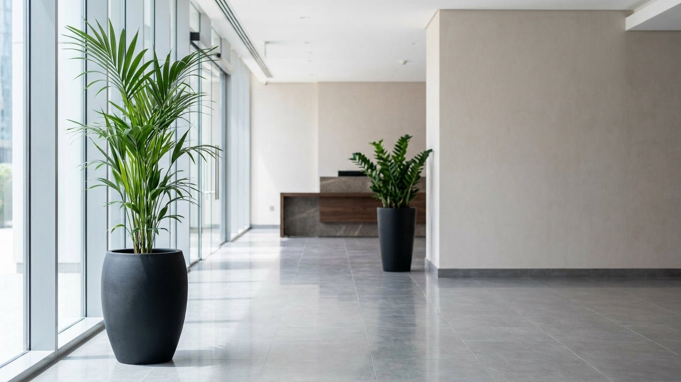 The Best Indoor Plants for Dubai Offices — Expert Picks That Actually Survive - Acacia Garden Center