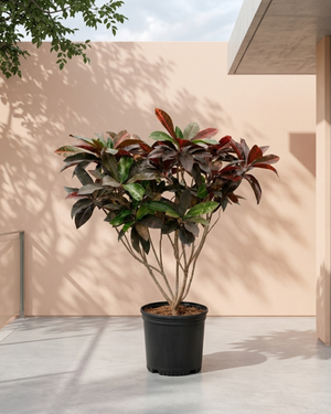 Garden Croton (Codiaeum variegatum) | 30–100 cm - Acacia Garden Center