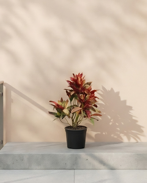 Garden Croton (Codiaeum variegatum) | 30–100 cm - Acacia Garden Center