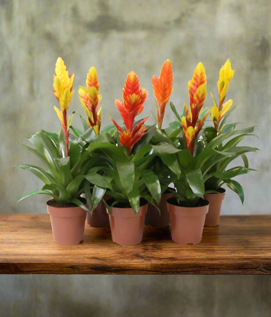 Indoor Vriesea Modern (Flaming Sword), Type 1A, 1.5LP, 50-60CM
