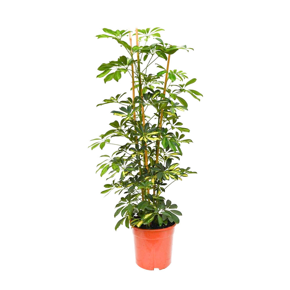 Schefflera - Umbrella Plant