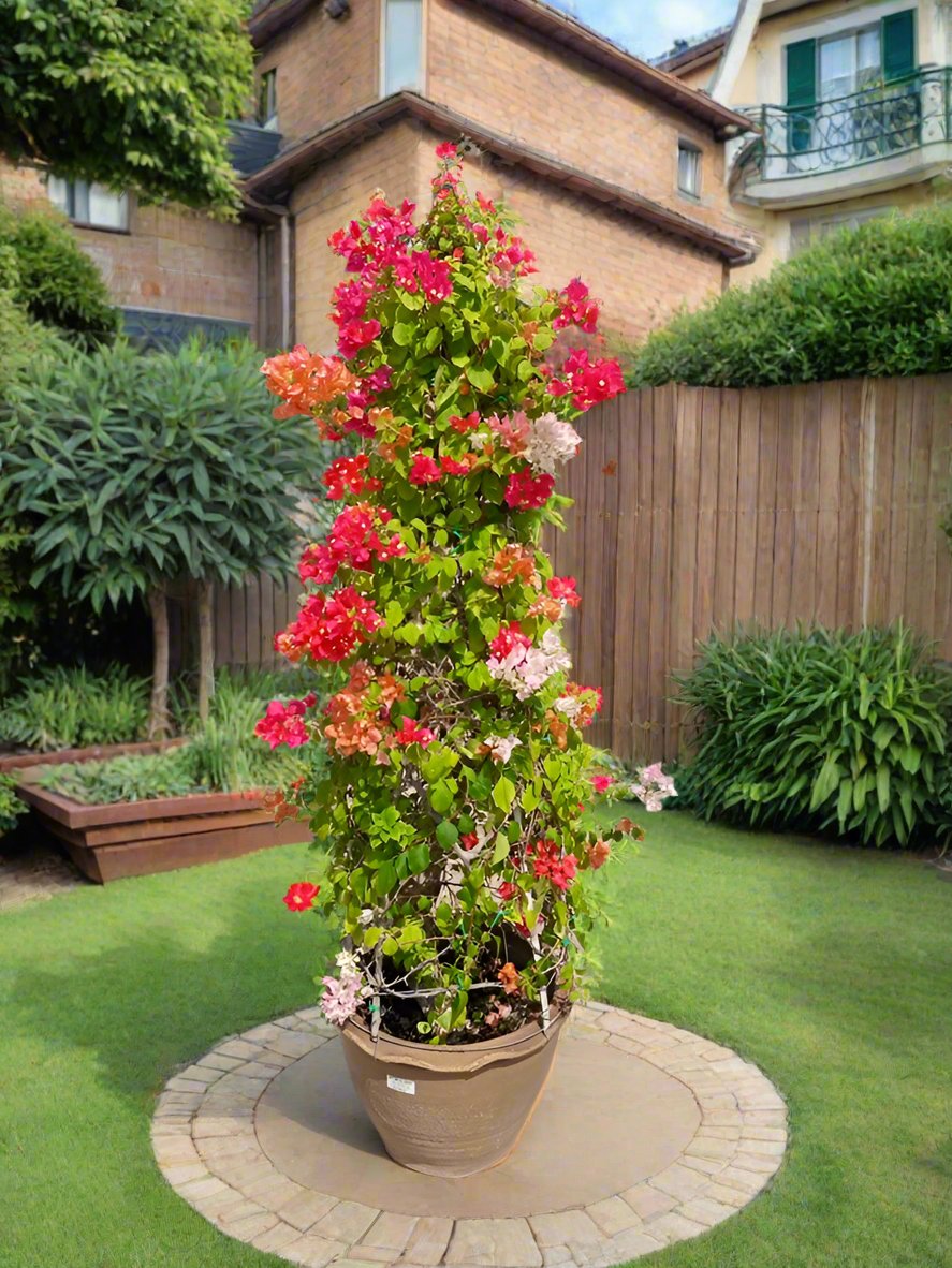 Shrub Bougainvillea Glabra Grafted Cone Shape |Ceramic Pot | 1.0 - 1.2m