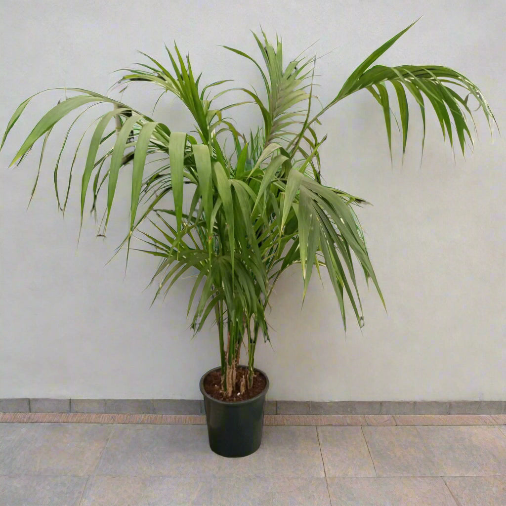 Kentia Palm - Palm Howea Forsteriana Type E3, 1.5-2.0M (OAH)