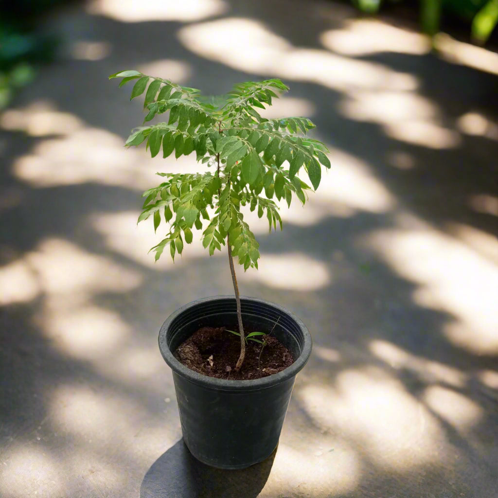 Shrub Murraya Koenigii Type B 5LP 40-50CM