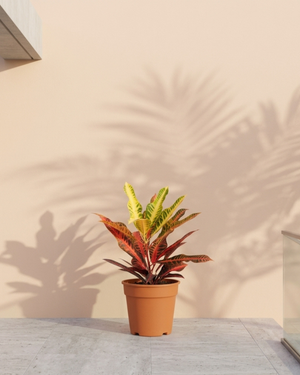 Garden Croton (Codiaeum variegatum) | 30–100 cm - Acacia Garden Center