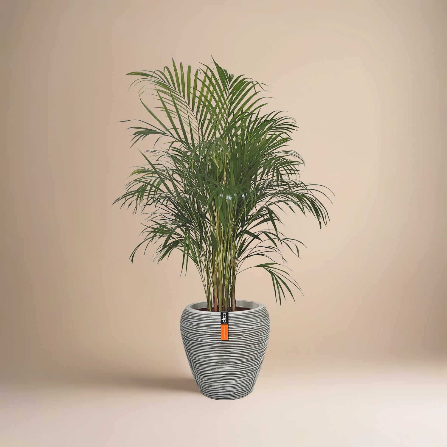نخيل أريكا (Chrysalidocarpus lutescens)