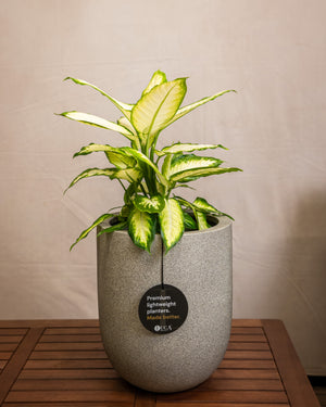 Natural Concrete Grigio Tall Egg Pot | Premium Planter, 30–88 cm - Acacia Garden Center