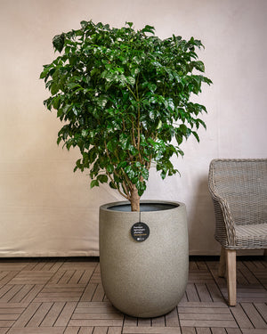 Natural Concrete Grigio Tall Egg Pot | Premium Planter, 30–88 cm - Acacia Garden Center