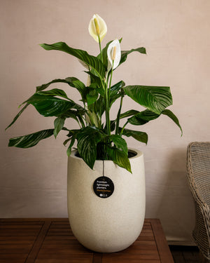 Antique White Concrete Grigio Tall Egg Pot | Premium Planter, 30–88 cm - Acacia Garden Center