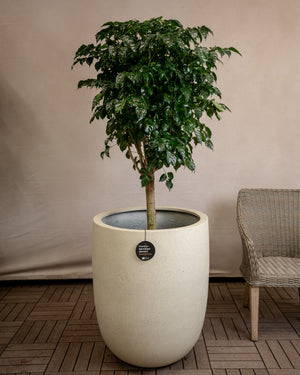 Antique White Concrete Grigio Tall Egg Pot | Premium Planter, 30–88 cm - Acacia Garden Center