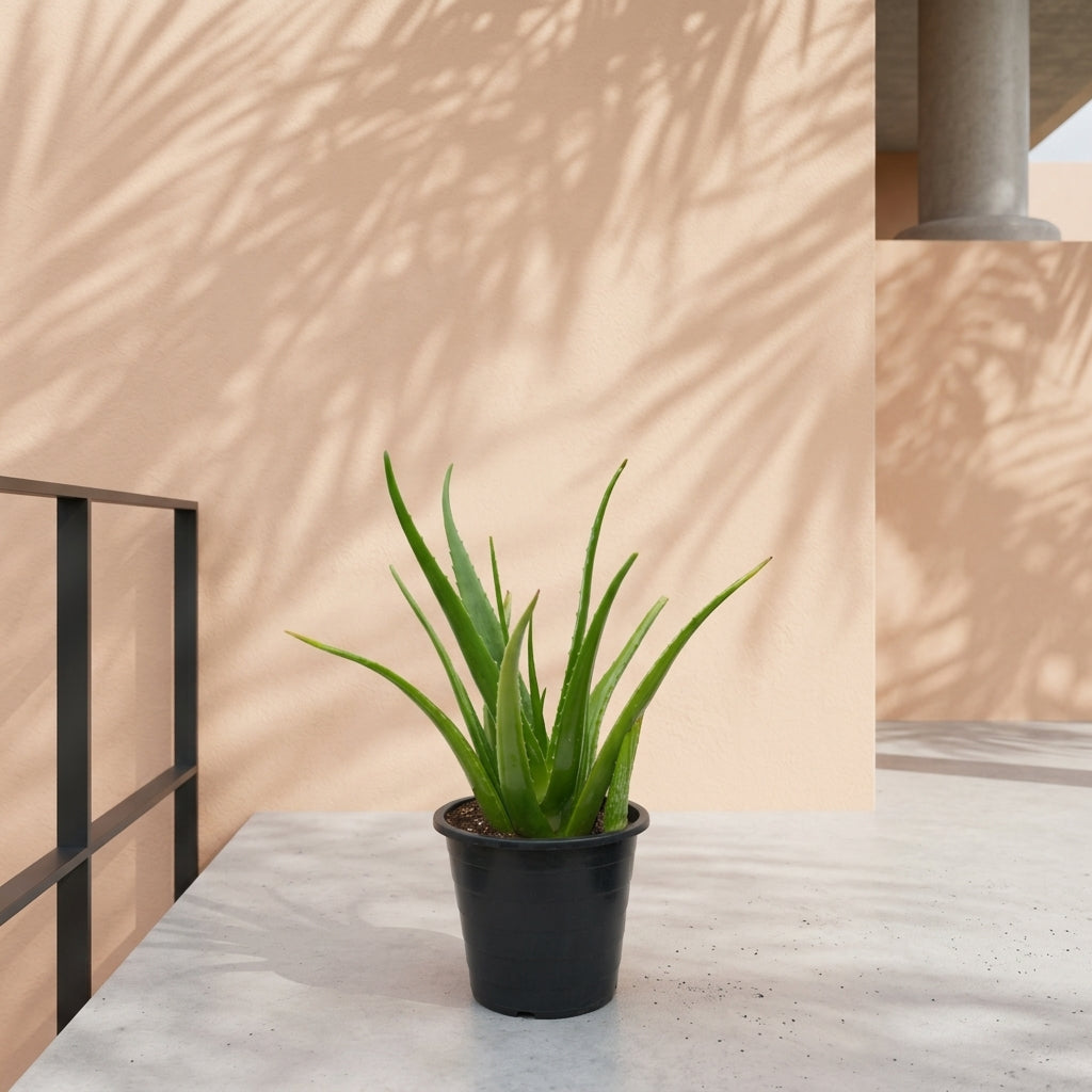 Aloe Vera (Aloe vera) | Medicinal Succulent, 50–60 cm