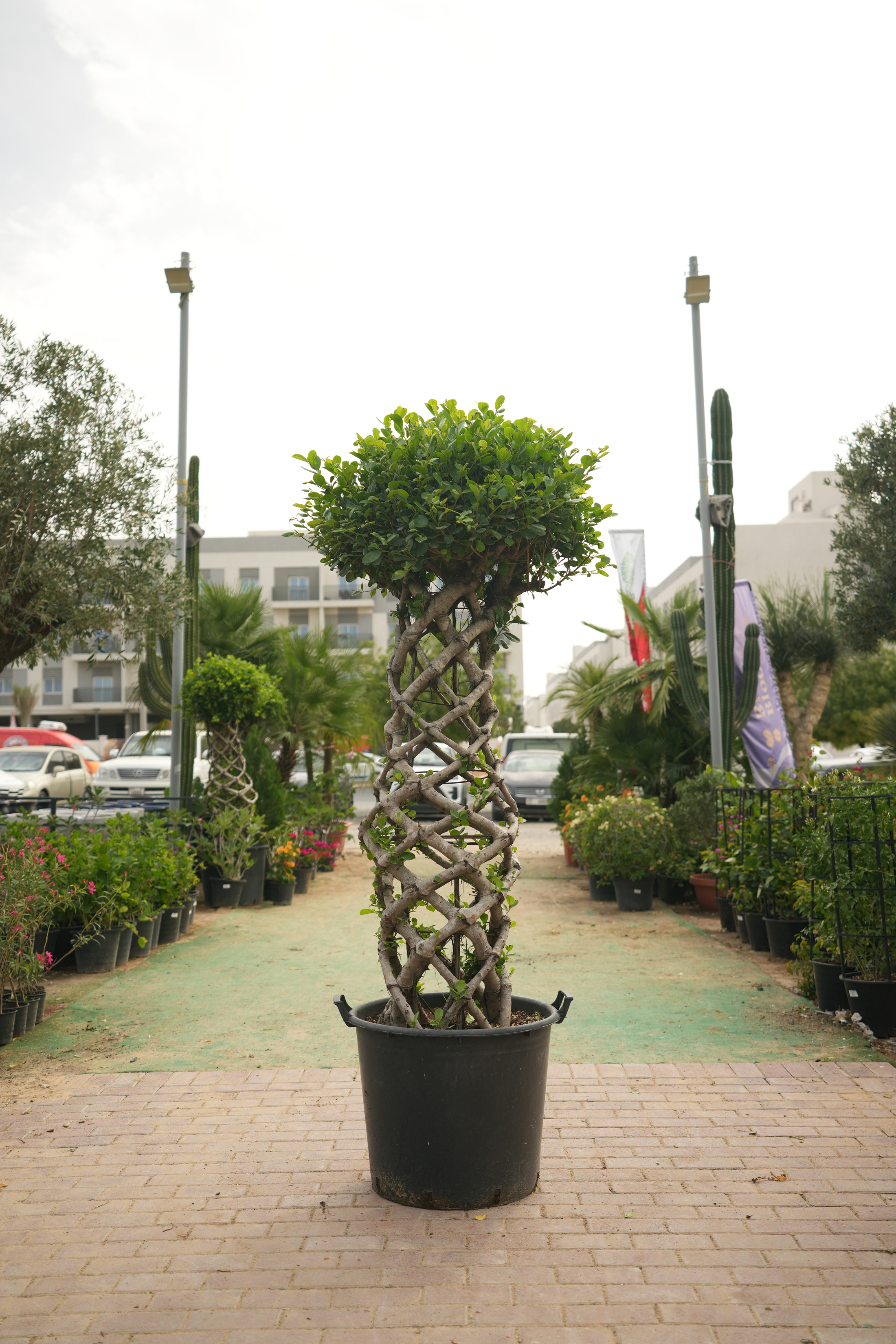 Ficus Panda Cage Shape | 1.5 - 2.0