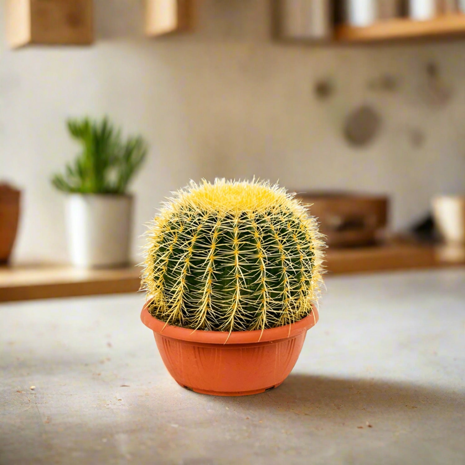 Succulent Echinocactus Grusonii (Golden Barrel Cactus)