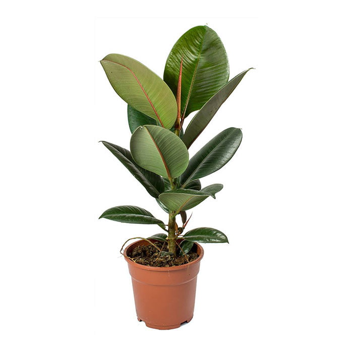 Ficus Elastica Mix 20-30cm (OAH)