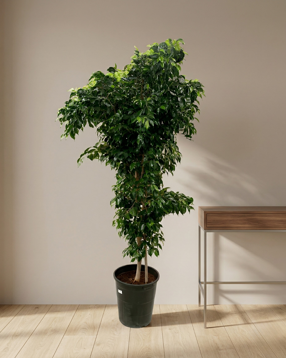 Weeping Fig 'Danielle' (Ficus benjamina) | Potted, 40–150 cm