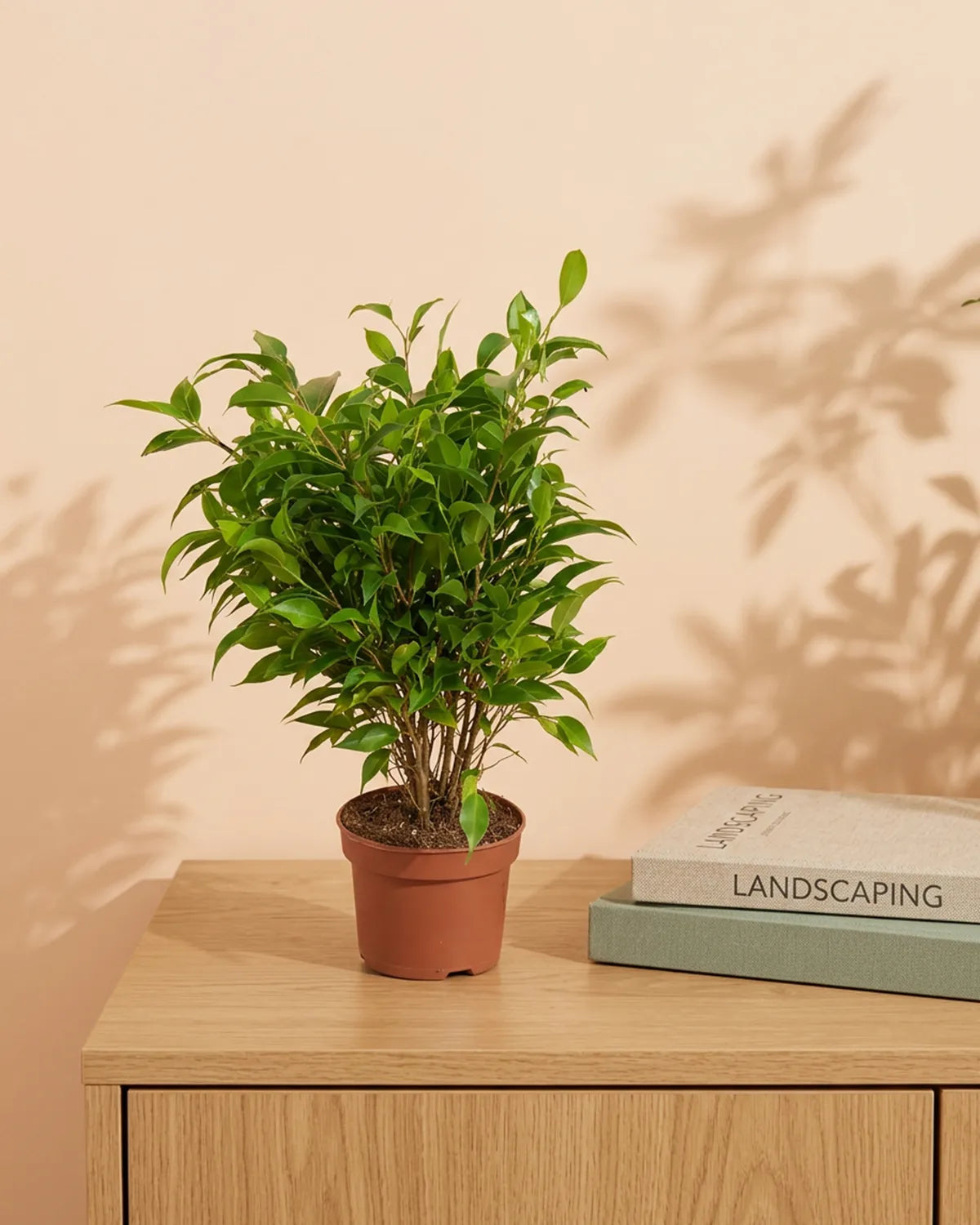 Weeping Fig 'Natasja' Braided (Ficus Benjamina) | Potted, 25–30 cm