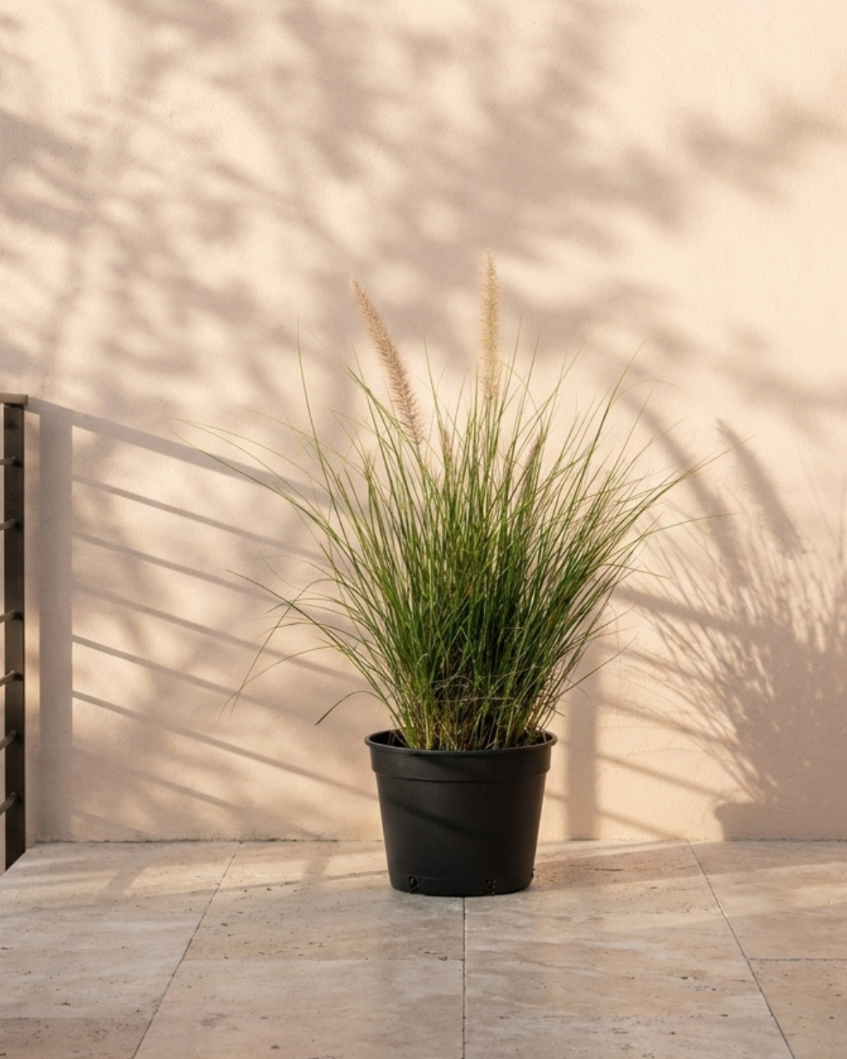 Green Fountain Grass (Pennisetum Setaceum) | Ornamental, 10–20 cm - Acacia Garden Center