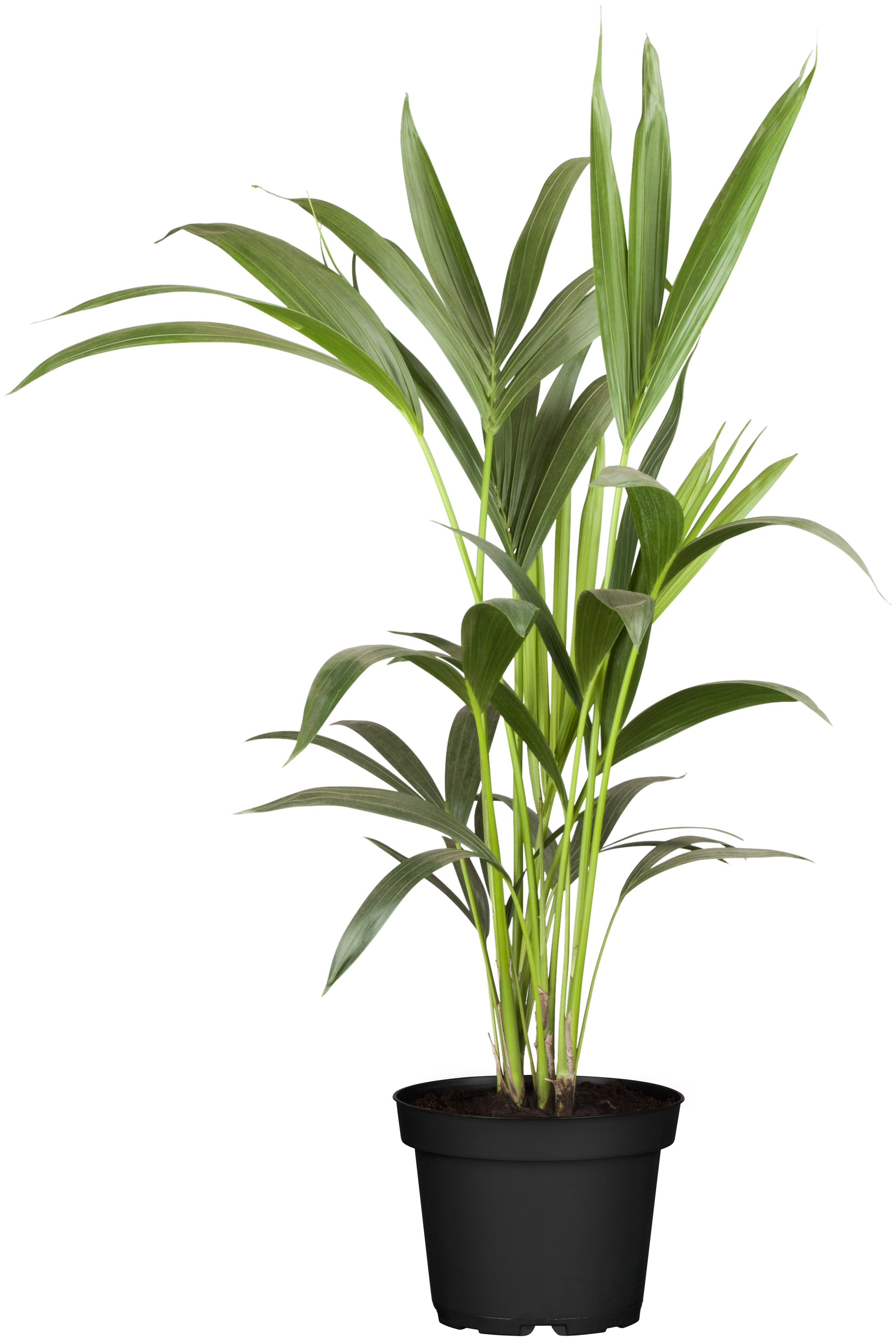 Howea Forsteriana: The Kentia Palm نبات الكنتيا بالم