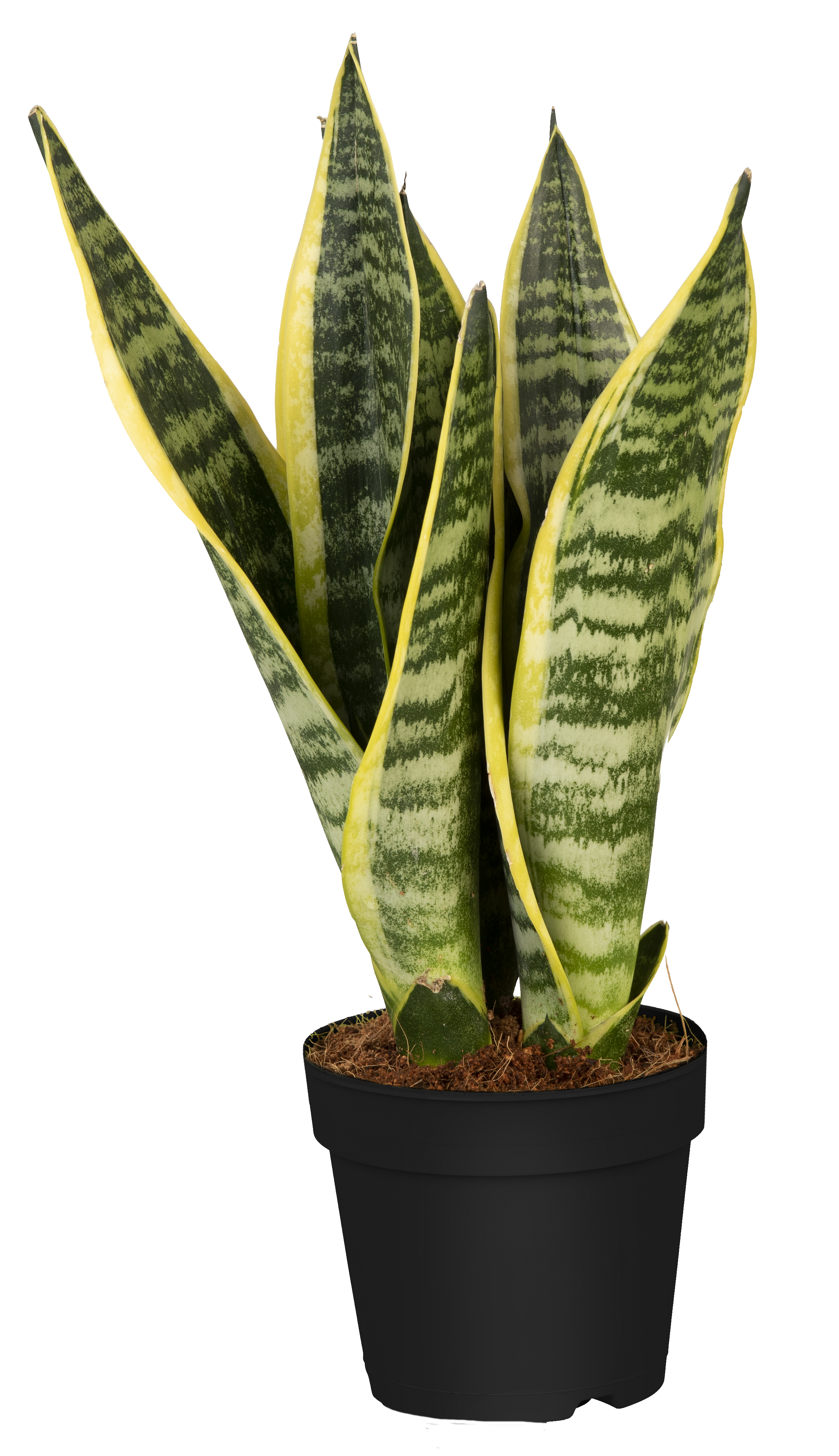 Sansevieria Trifasciata - Mother in Law Tonque, Snake Plant