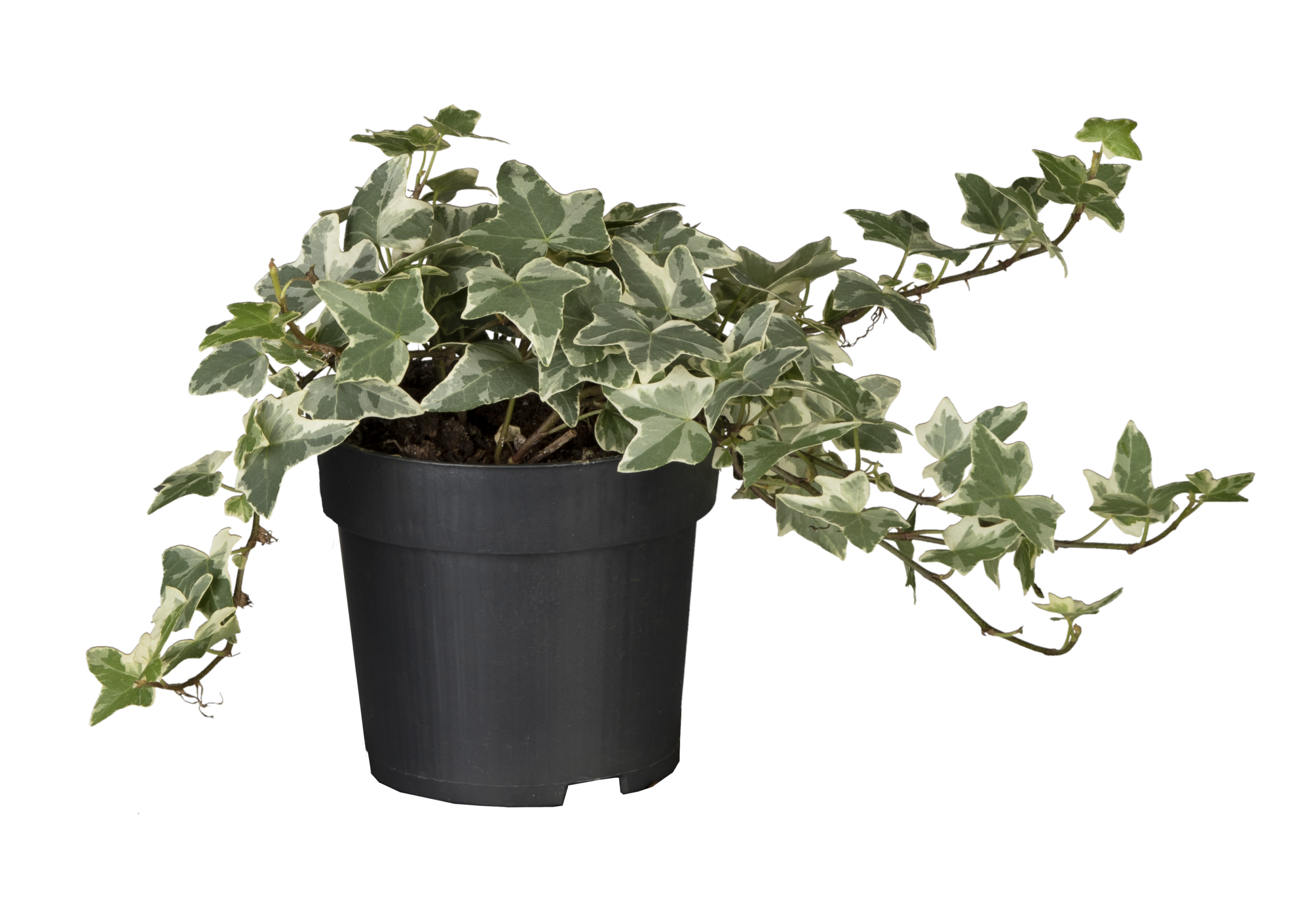 Hedera - English Ivy Variegated 10-20cm (OAH)
