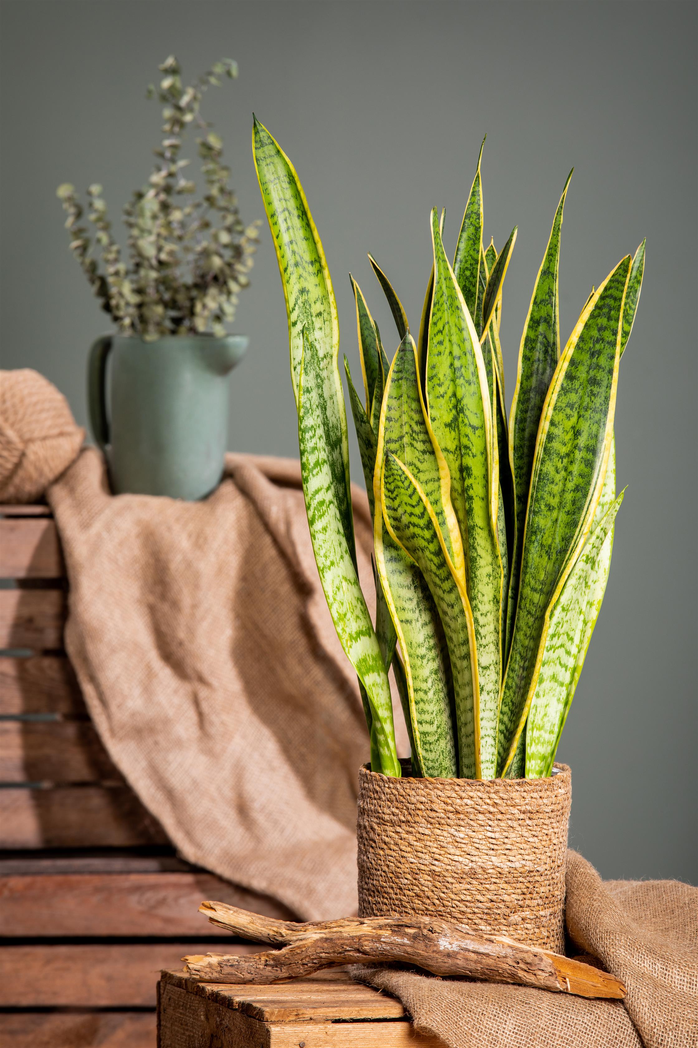 Sansevieria Trifasciata - Mother in Law Tonque, Snake Plant