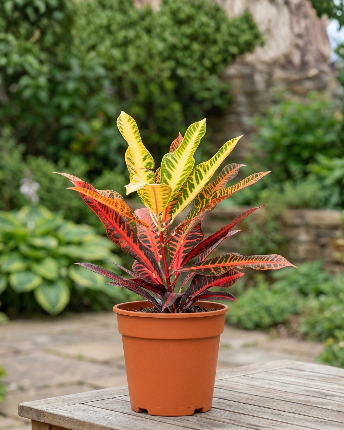Garden Croton (Codiaeum variegatum) | 30–100 cm