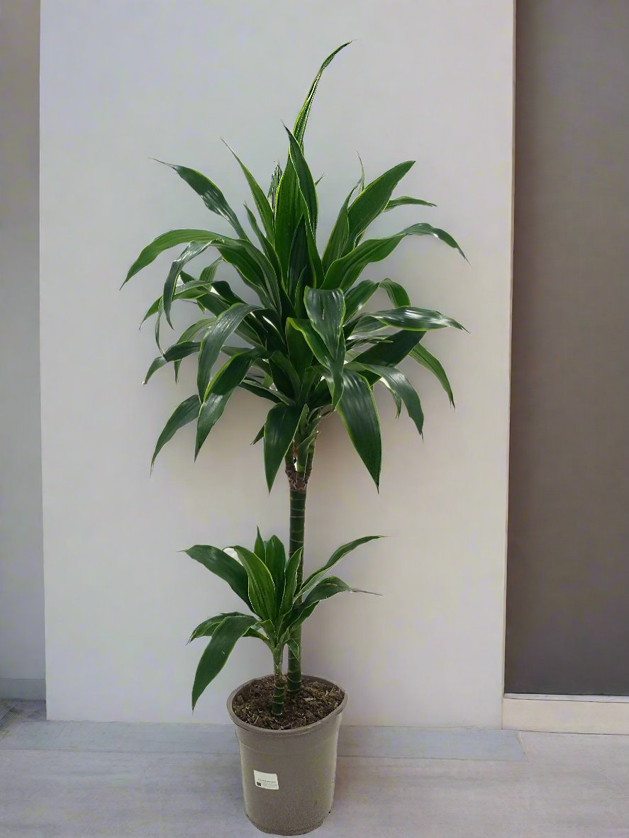 Dracaena Fragrance Deremensis (Warneckii)