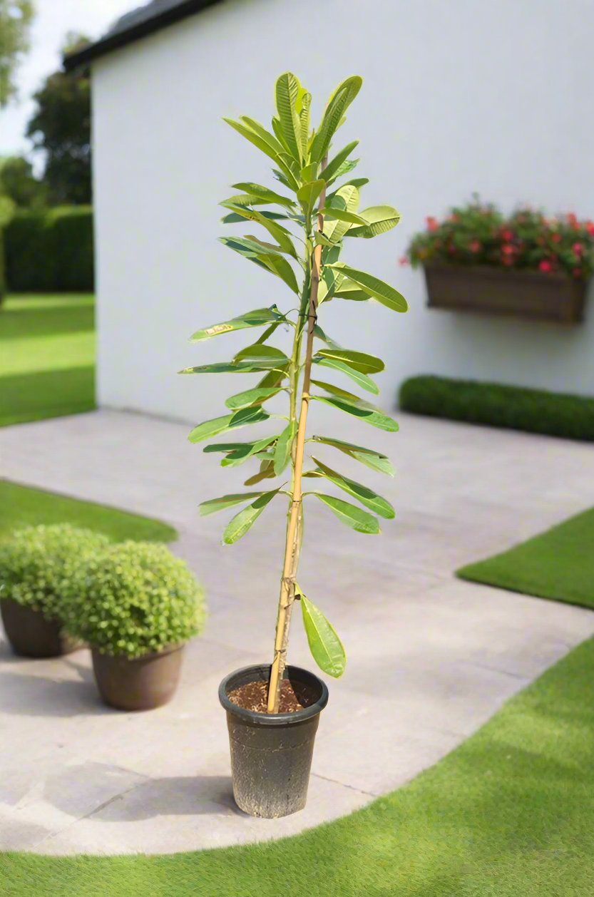 Plumeria Obtusa (Frangipani) | 80 - 90cm (Overall Height)