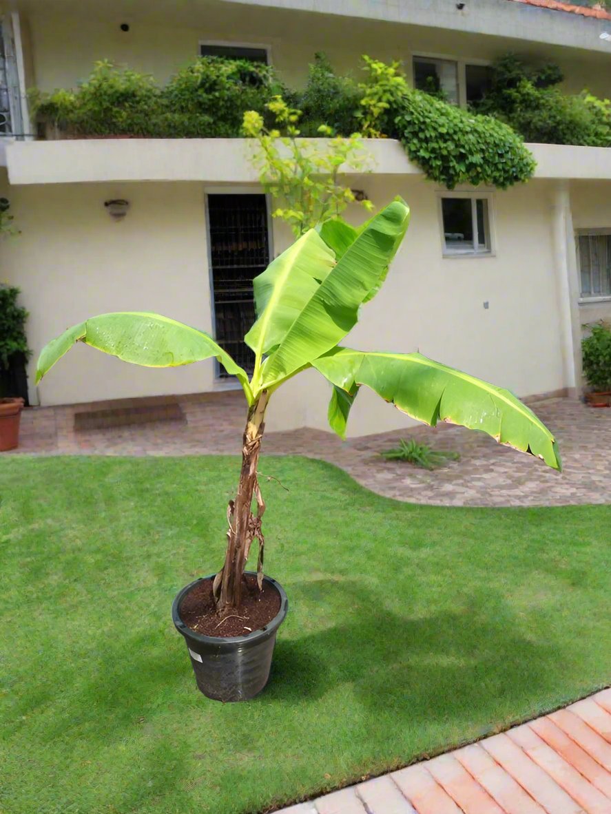 Tree Musa Paradisiaca | 1.0 - 1.5m