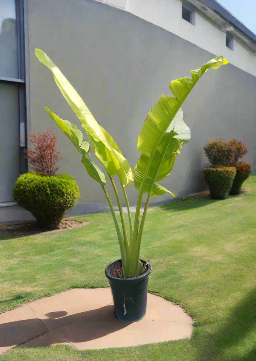 Shrub Strelitzia Nicolai (Giant Birds of Paradise) |1.5 - 2.0m