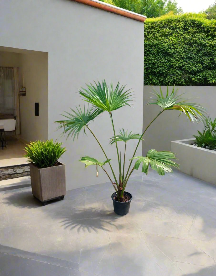 Palm Livistona Chinensis (Fountain Palm) | 1.5 - 2.0m