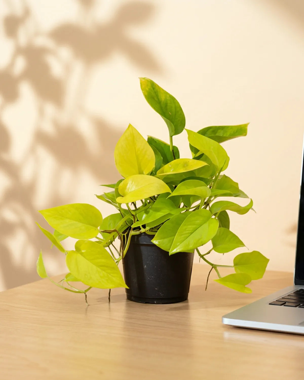 Neon Pothos (Epipremnum aureum 'Neon') | Starter, 10–15 cm