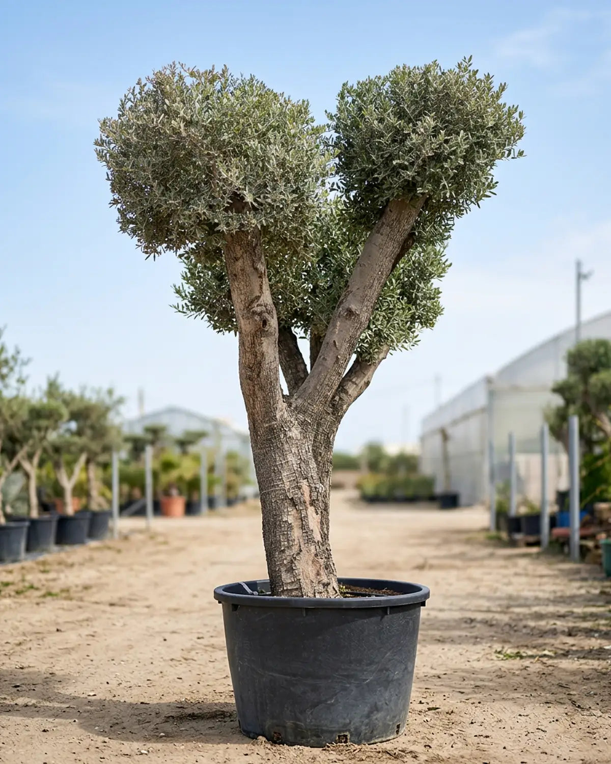 Olive Tree (Olea europaea) | Premium Specimen, 2.0–10.0 m