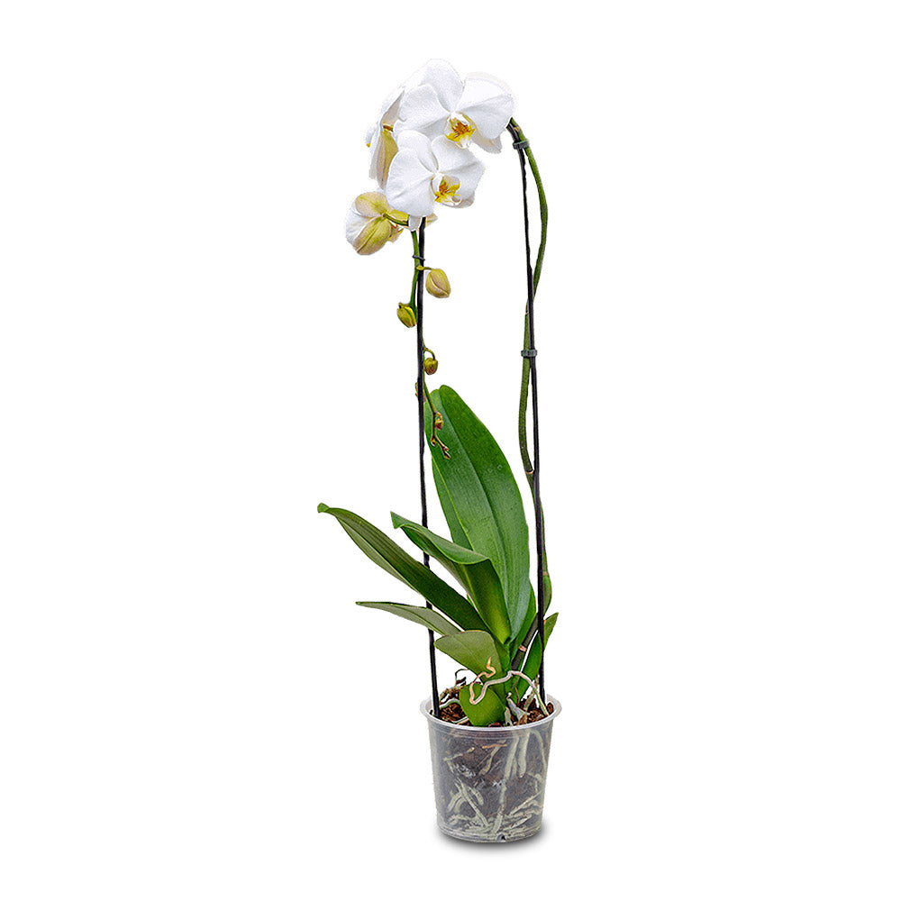 Phalaenopsis - White