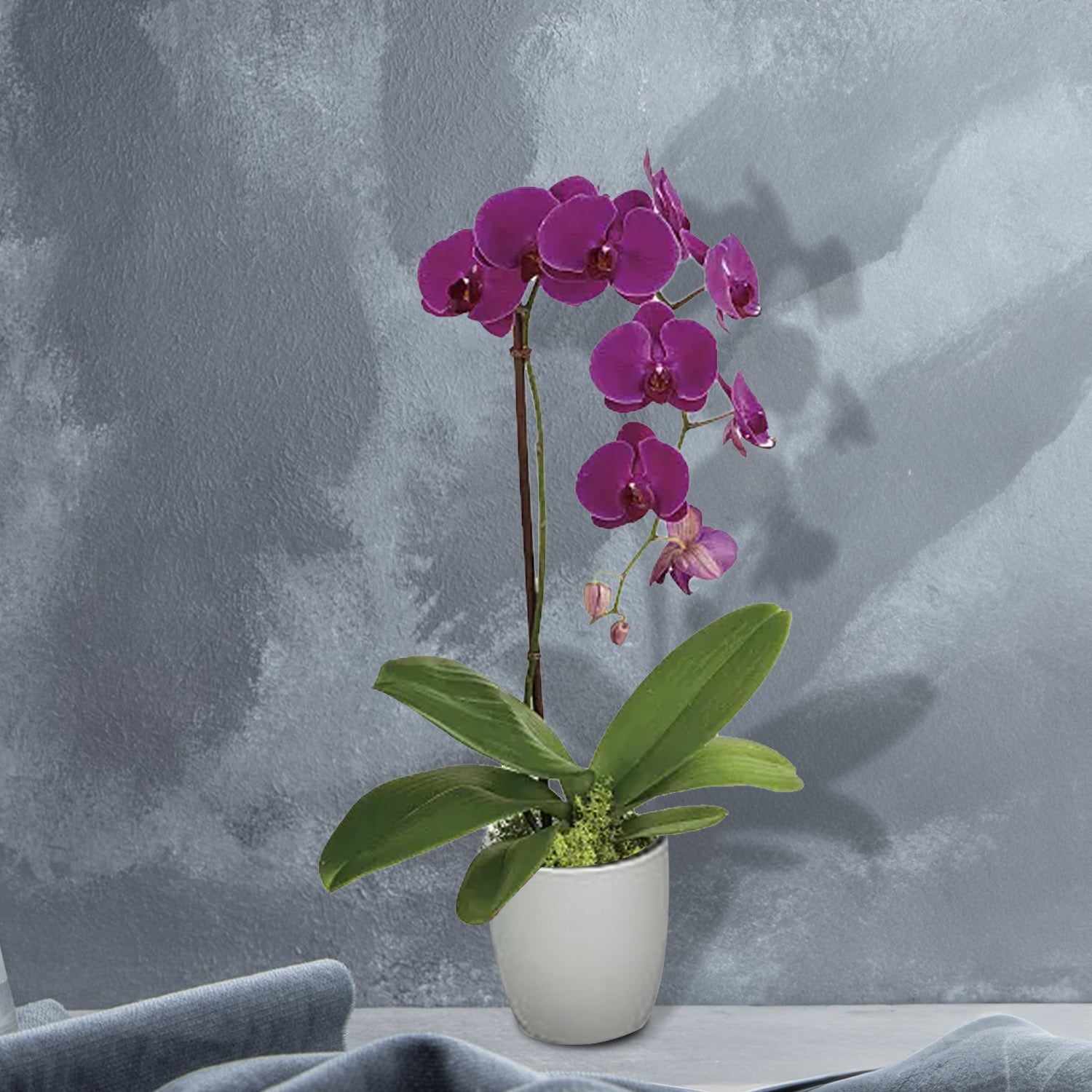 Phalaenopsis In White Ceramic Pot