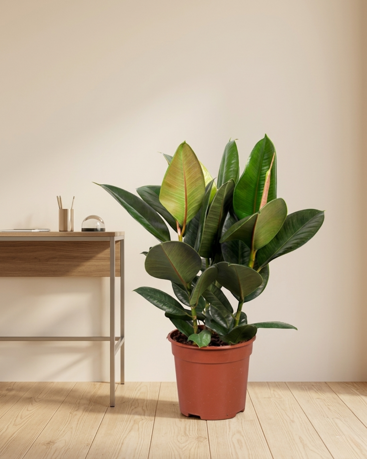 Rubber Plant (Ficus Elastica) | Potted, 70–80 cm