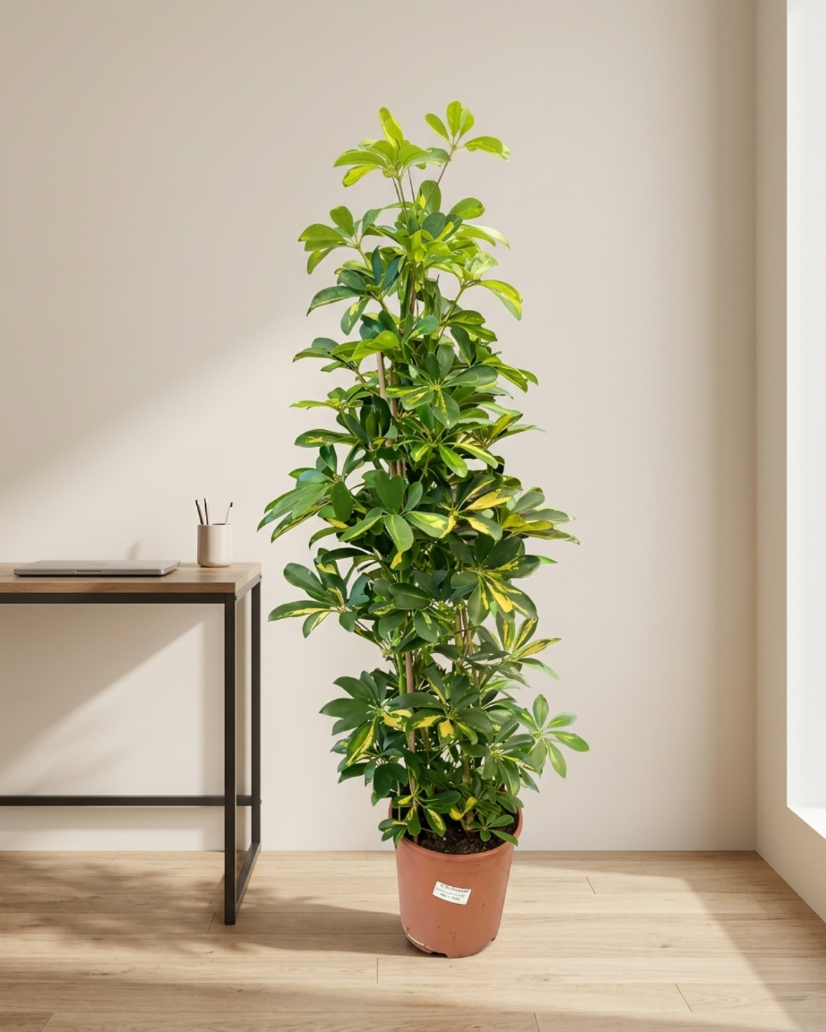 Dwarf Umbrella Tree – Gold Capella (Schefflera arboricola ‘Gold Capella’) | Floor Plant, 0.9–1.2 m