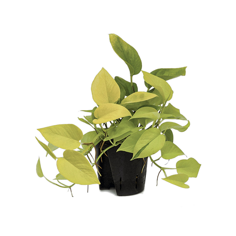 Philodendron Neon Gold 10-15 (OAH)