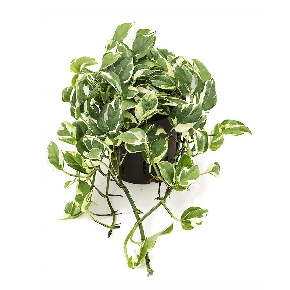 Philodendron Variegated - Hanging