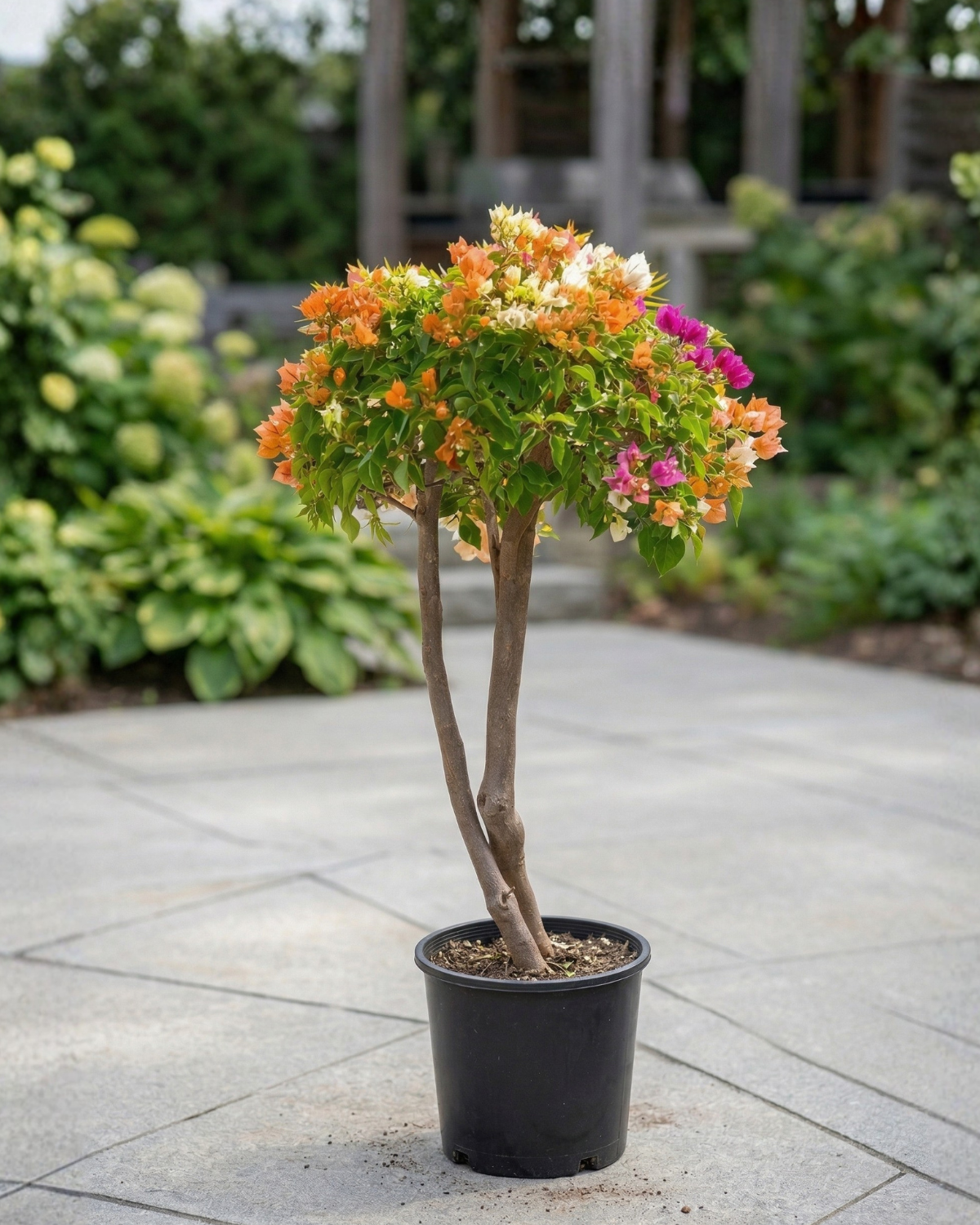 Bougainvillea Single Head (Bougainvillea glabra) | Mixed Colour, 1.0–1.2 m / 1.5–2.0 m