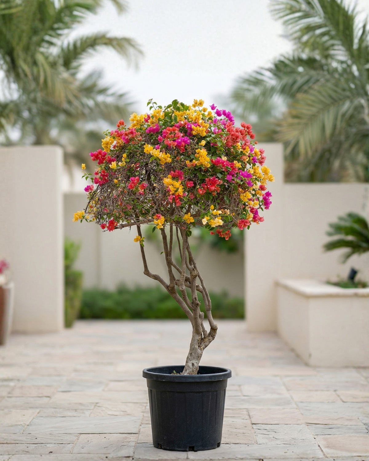 Bougainvillea Single Head (Bougainvillea glabra) | Mixed Colour, 1.0–1.2 m / 1.5–2.0 m