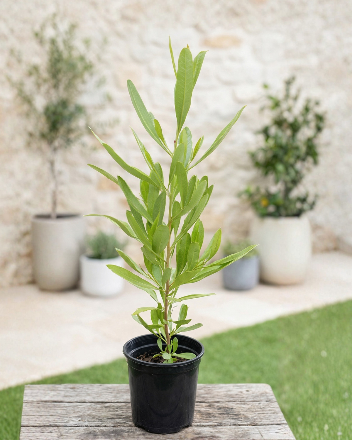 Florida Hopbush (Dodonaea viscosa) | Evergreen Hedge Shrub, 50–70 cm