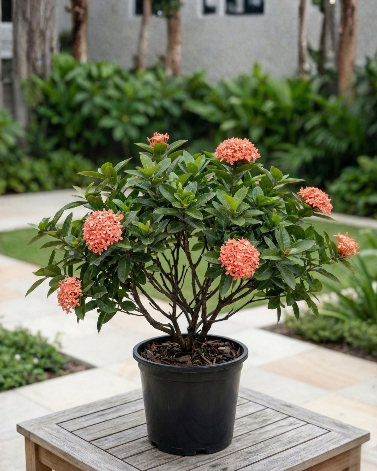 Ixora / Jungle Flame (Ixora chinensis) | Flowering Shrub, 50–60 cm