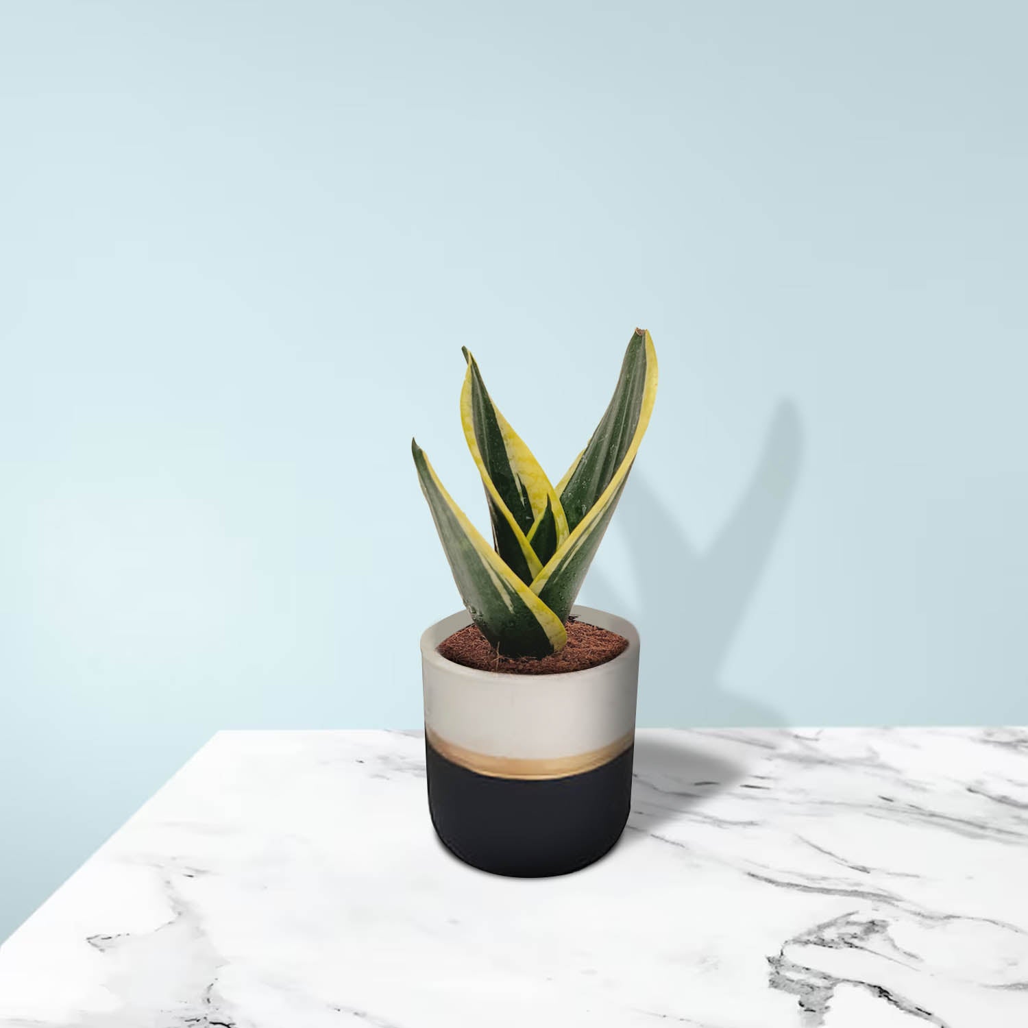 Snake Plant In Cement Pot (Gold /Black)