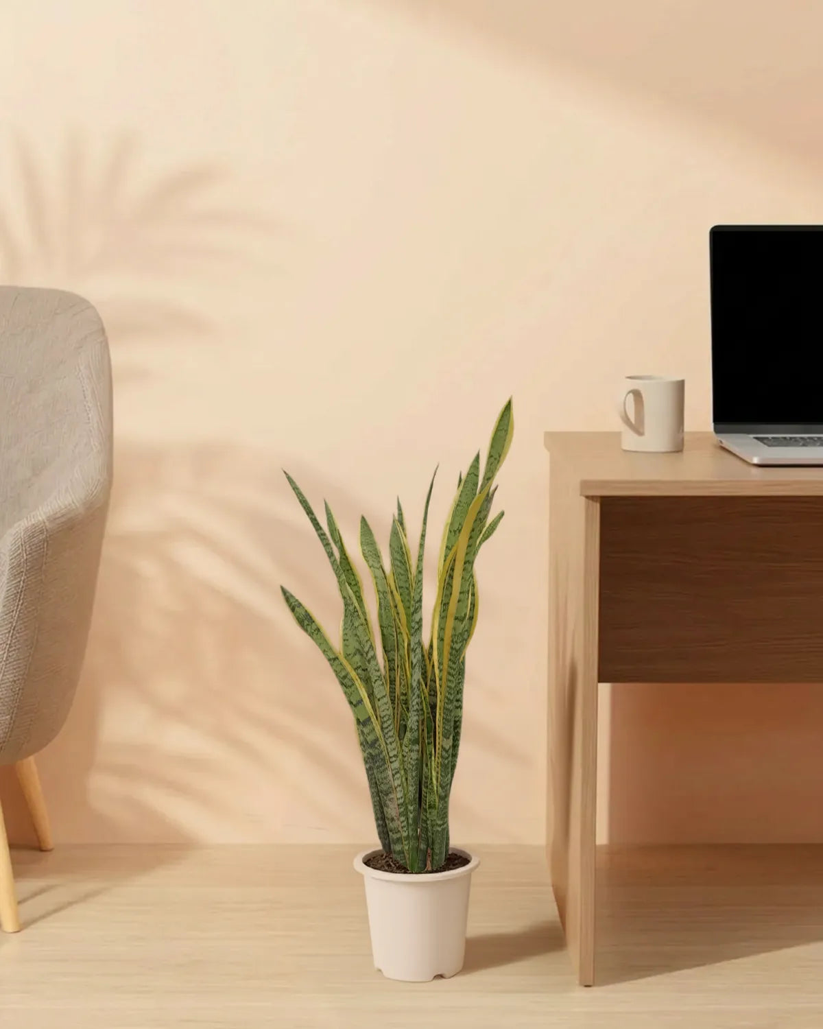 Snake Plant (Dracaena trifasciata) | Floor Plant, 90–100 cm