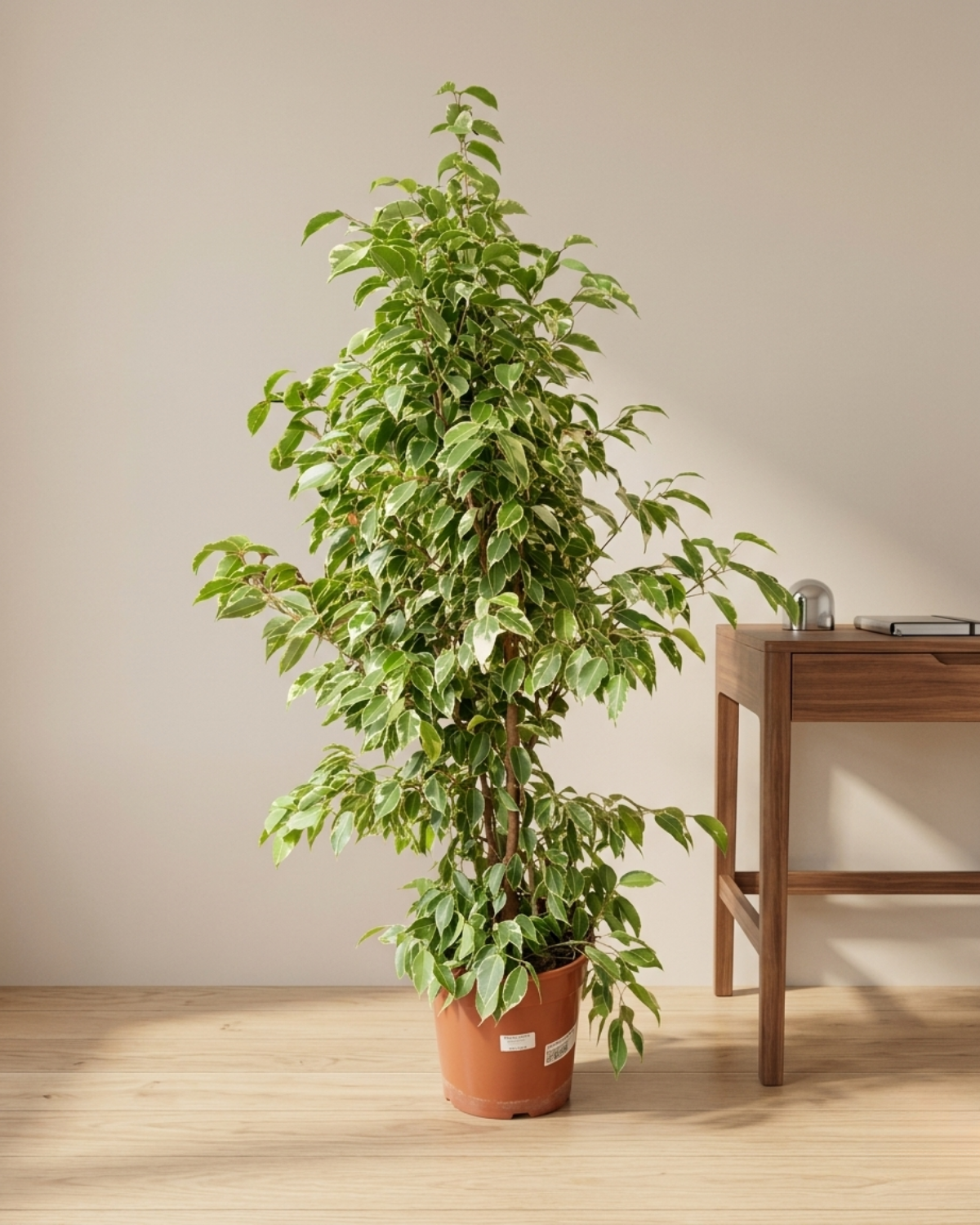 Weeping Fig 'Starlight' (Ficus Benjamina) | Potted, 1.0–1.2 m