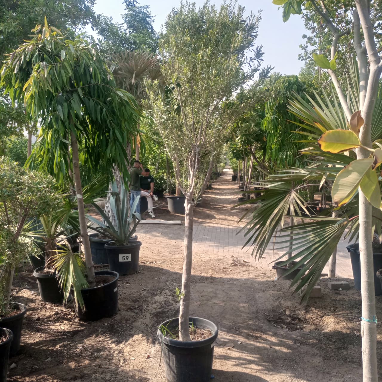 Tree Olea Europea | Olive Tree | 1.5 - 2 m