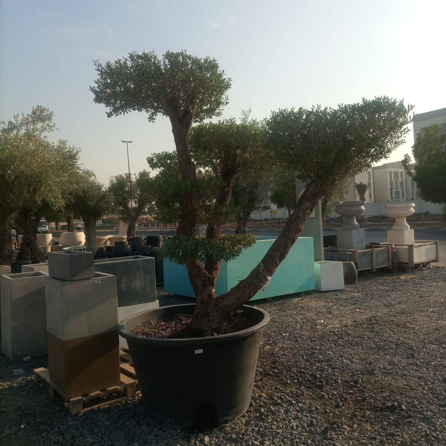 Tree Olea Europea | 1.5 - 2 m | 70 - 80 cm girth